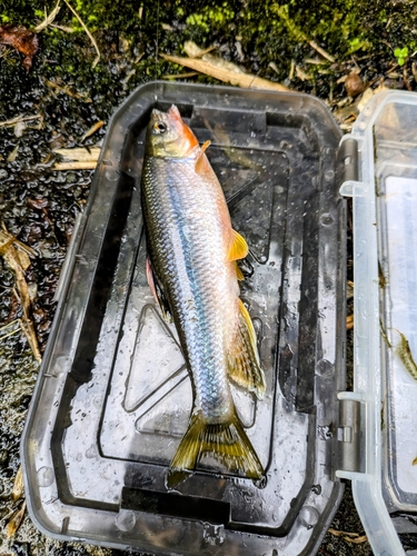 カワムツの釣果