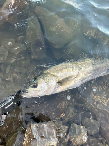 フッコ（マルスズキ）の釣果