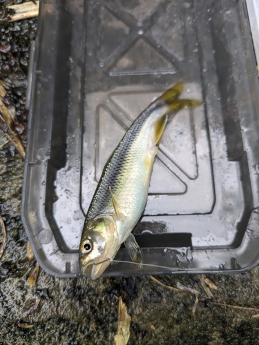 カワムツの釣果