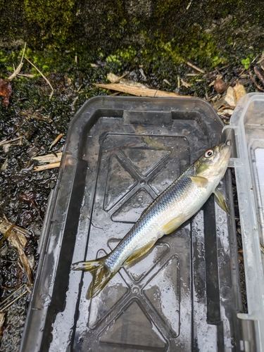 カワムツの釣果