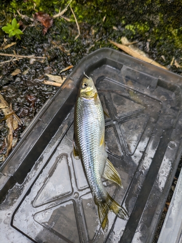 カワムツの釣果