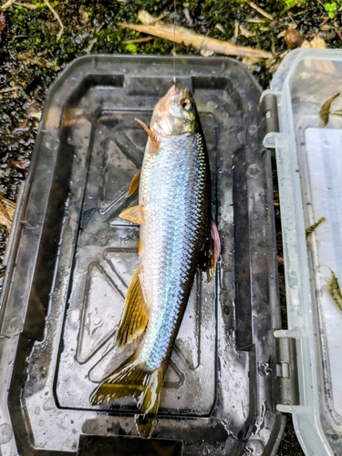 カワムツの釣果