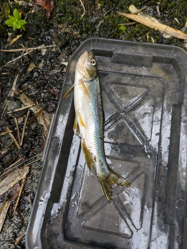 カワムツの釣果