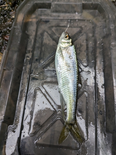 オイカワの釣果