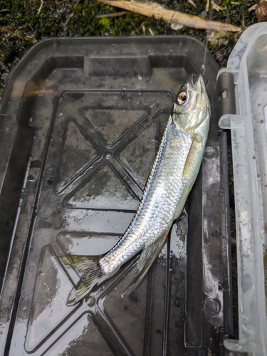 オイカワの釣果