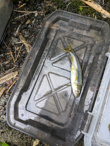 カワムツの釣果