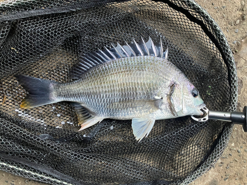 キビレの釣果