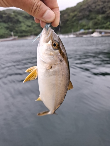 カンパチの釣果