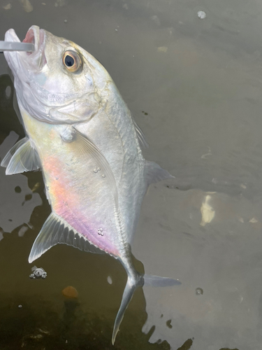 メッキの釣果