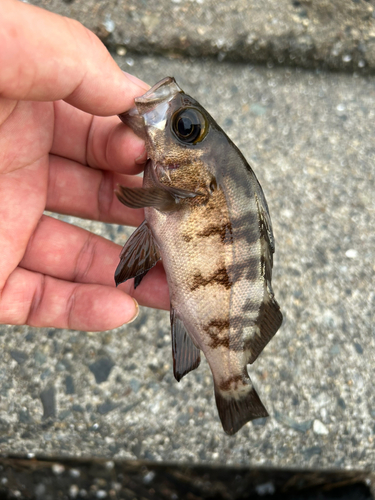 メバルの釣果