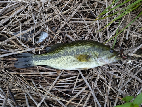 ブラックバスの釣果