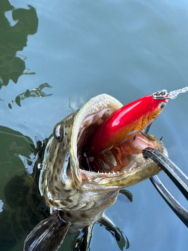 チャイロマルハタの釣果