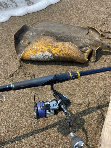 アカエイの釣果