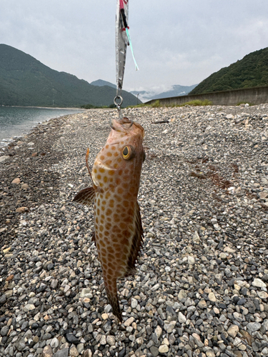 オオモンハタの釣果