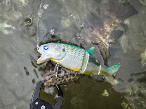 チャイロマルハタの釣果