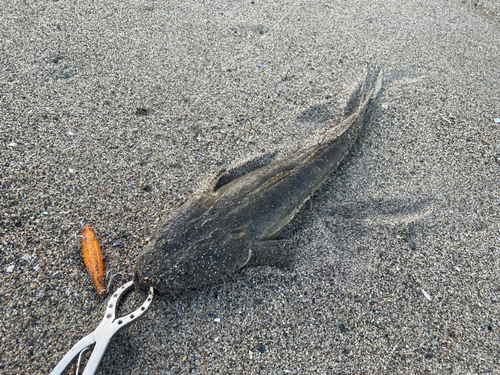 マゴチの釣果