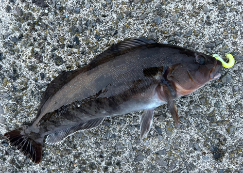 アイナメの釣果