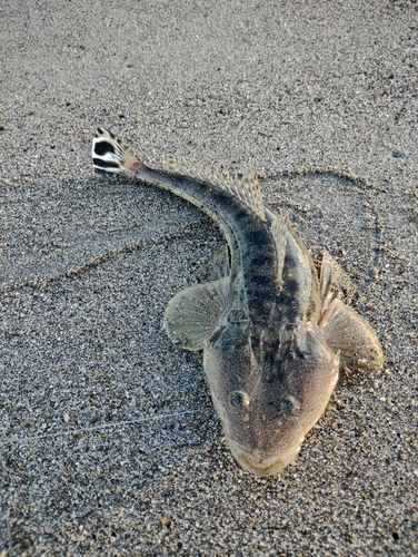 マゴチの釣果