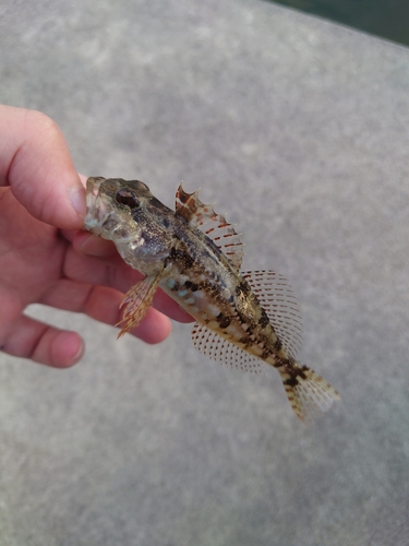 アナハゼの釣果