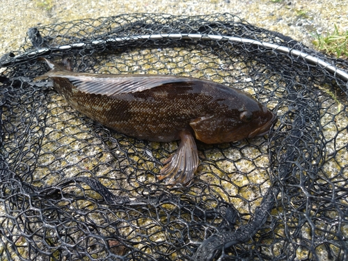 アイナメの釣果