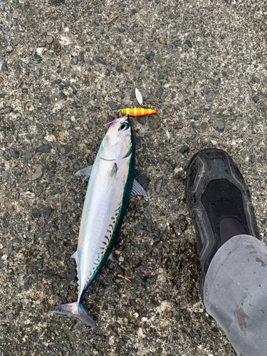 マルソウダの釣果