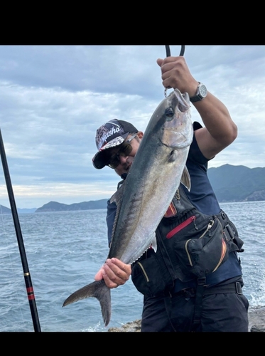 カンパチの釣果