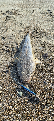 マゴチの釣果