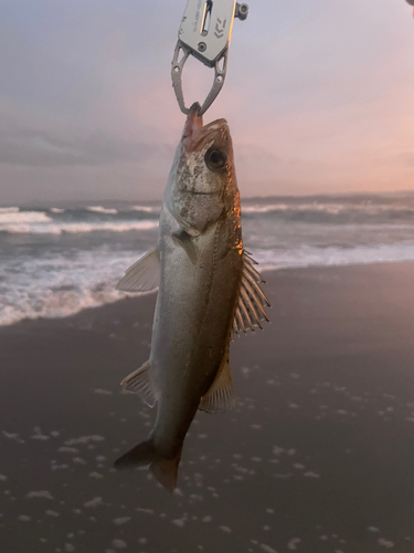 セイゴ（マルスズキ）の釣果