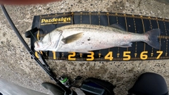 マルスズキの釣果