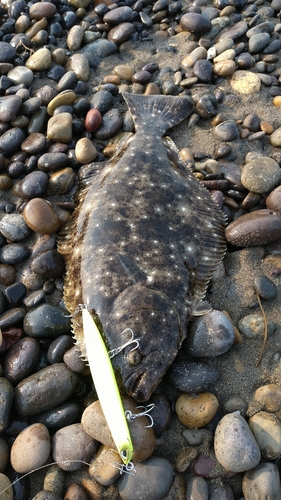 ヒラメの釣果