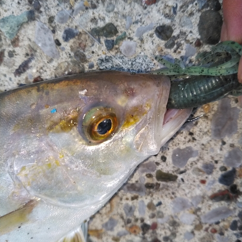 ショゴの釣果