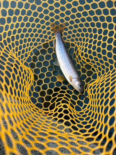 アメマスの釣果