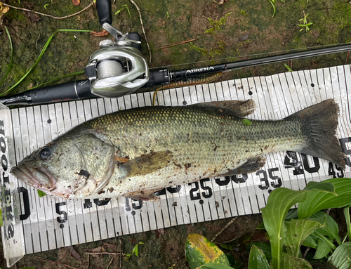 ブラックバスの釣果