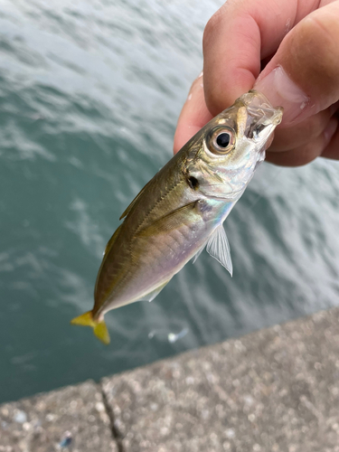 マアジの釣果