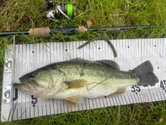 ブラックバスの釣果