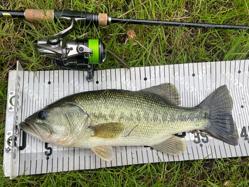 ブラックバスの釣果