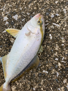 カンパチの釣果