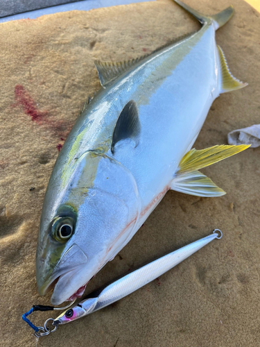 ヒラマサの釣果