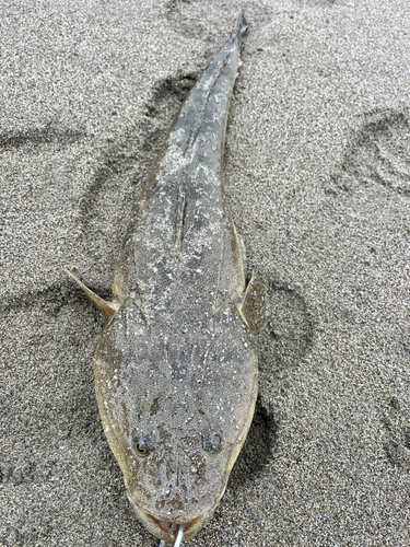 マゴチの釣果