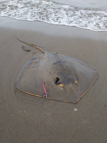 エイの釣果