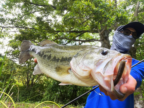 ブラックバスの釣果