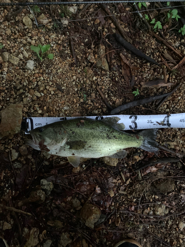 ラージマウスバスの釣果