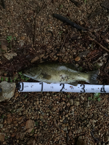 スモールマウスバスの釣果