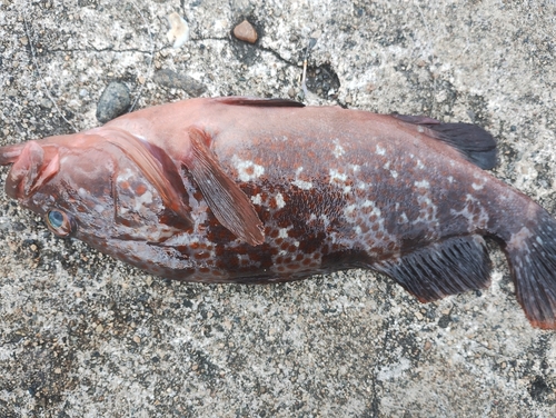 キジハタの釣果