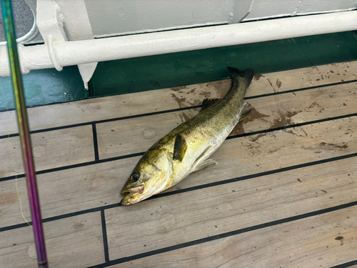 シーバスの釣果