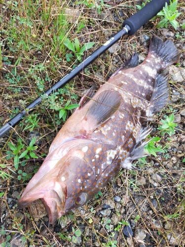 アコウの釣果