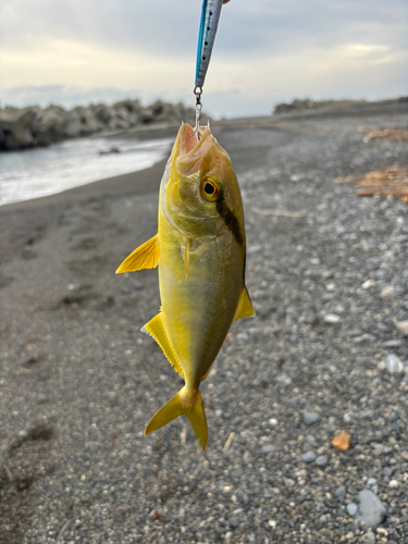 ショゴの釣果