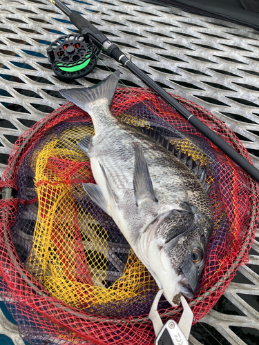 クロダイの釣果