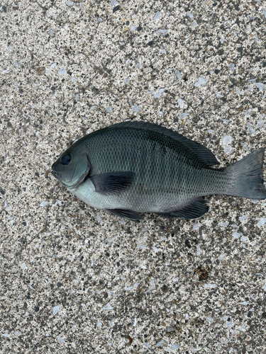 メジナの釣果