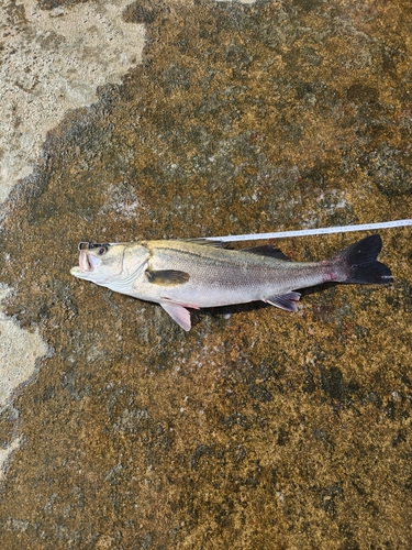 スズキの釣果